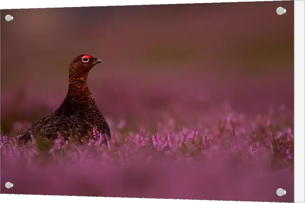 RF - Red Grouse (Lagopus lagopus scotica) among heather. Scotland. August