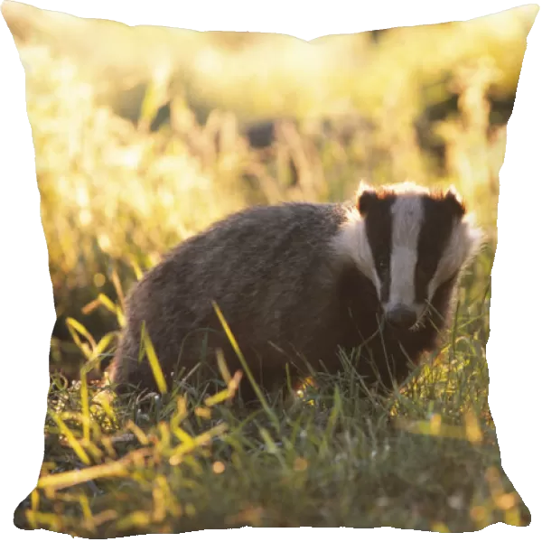 Young subadult Badger forages in evening sun {Meles meles} Derbyshire England