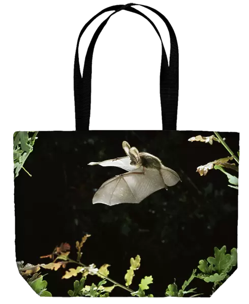 Long eared bat {Plecotus auritus} flying among oak leaves. Captive, UK
