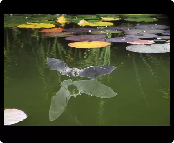 Natterers bat (Myotis nattereri) flying in to drink from the surface of a pond