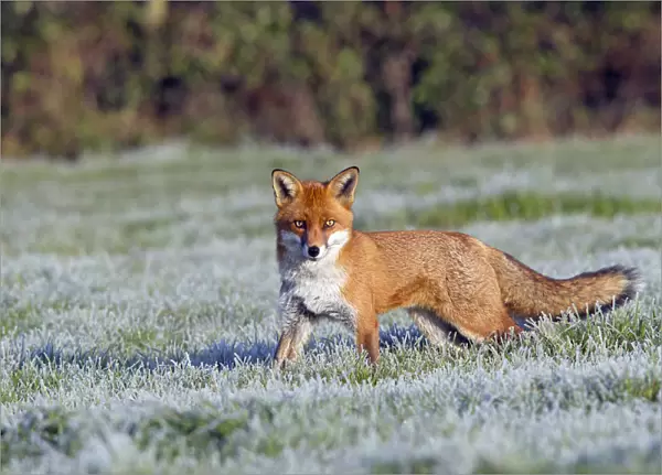 Portrait of a Red Fox (Vulpes vulpes) in a frosty field. Buckinghamshire, UK, December