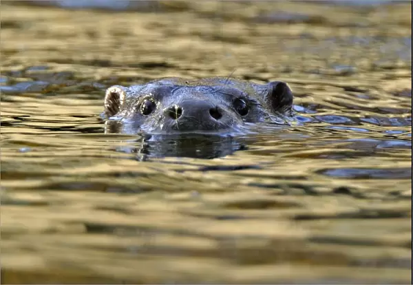 European river otter (Lutra lutra) swimming with head stickig above water, river