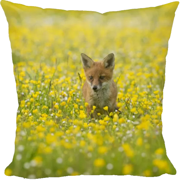Red fox (Vulpes vulpes) 8 week old cub standing in field of buttercups, Kent, UK May
