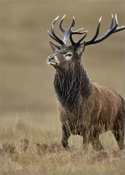Red deer (Cervus elaphus) male stag roaring portrait, rut season, Jura, Scotland