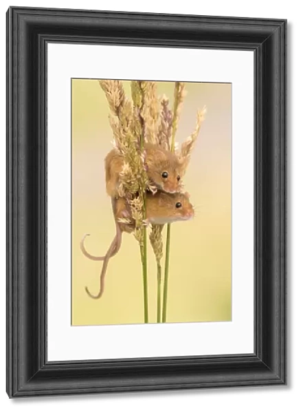 Harvest mice (Micromys minutus) on grass stems, Devon, UK. July 2016. Captive