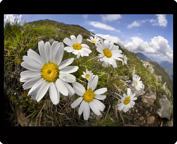 Alpine moon daisy (Leucanthemopsis alpina) on mountainside, fisheye lens. Nordtirol