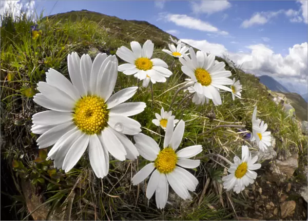 Alpine moon daisy (Leucanthemopsis alpina) on mountainside, fisheye lens. Nordtirol
