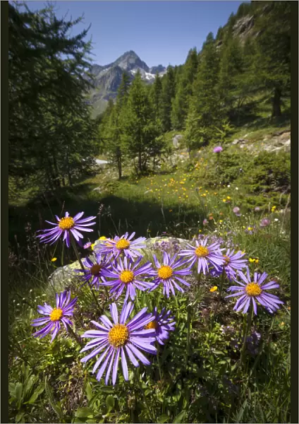 Alpine Aster (Aster alpinus), Aosta Valley, Monte Rosa Massif, Pennine Alps, Italy. July