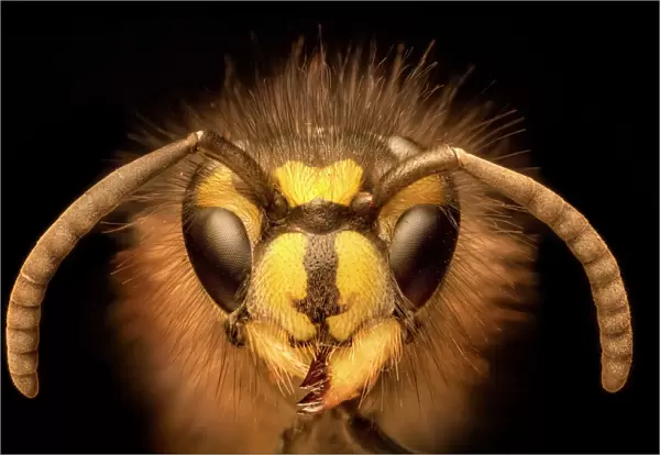 Portrait of a Common Wasp (Vespula vulgaris). UK. Focus stacked image (dead specimen)