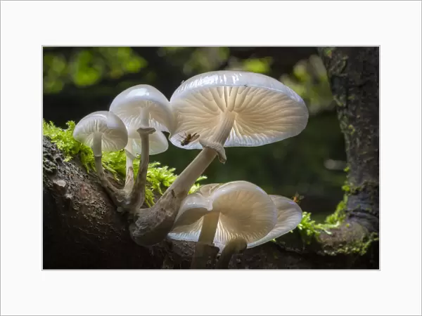 Porcelain fungus (Oudemansiella mucida) growing on dead Beech tree (Fagus sylvatica)