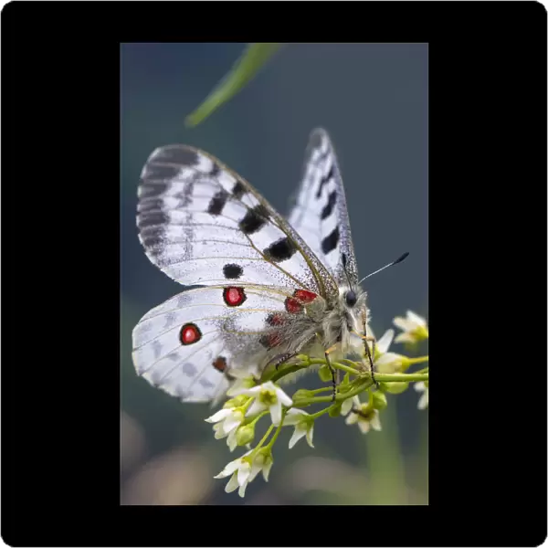Apollo butterfly (Parnassius apollo) Nordtirol, Austrian Alps. June
