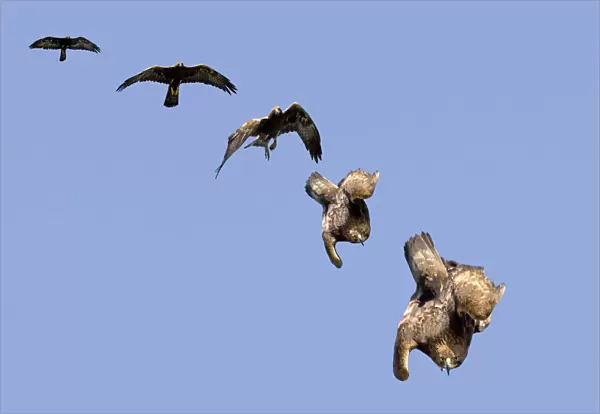 Golden Eagle (Aquila chrysaetos) swooping. The sequence of folding wings to gain speed