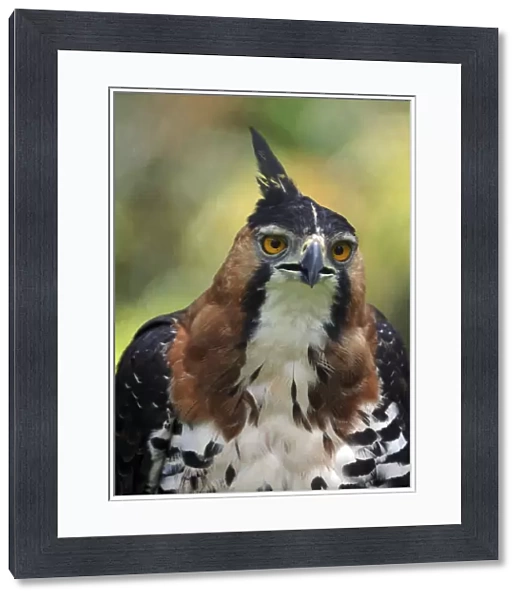 Ornate Hawk-Eagle (Spizaetus ornatus) head portrait, French Guiana, South America