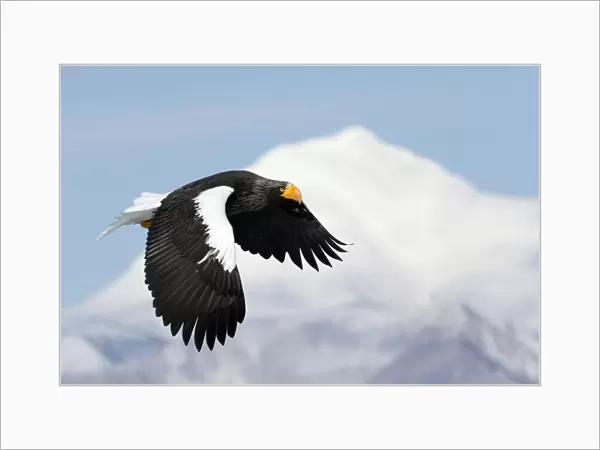 Stellers Eagle (Haliaeteus pelagicus) flying past snowy mountain peak, Hokkaido