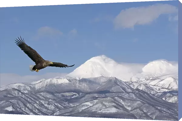 White-tailed Eagle (Haliaeetus albicilla) in flight with mountains in background