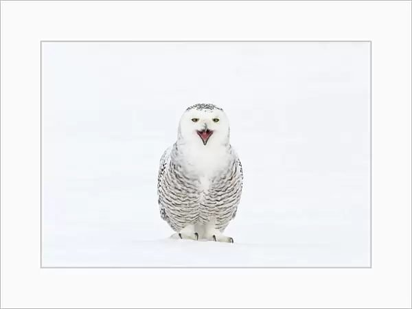 Snowy Owl (Bubo scandiaca) with its beak open. Canada, February