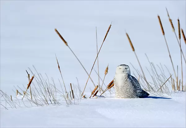 Snowy owl (Bubo scandiaca) on ground, Quebec, Canada, February