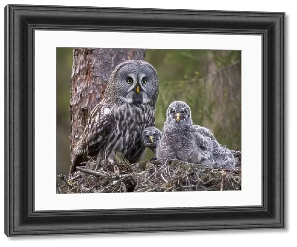 Great Grey Owl (Strix nebulosa) adult and chicks on nest. Nest frame is manmade