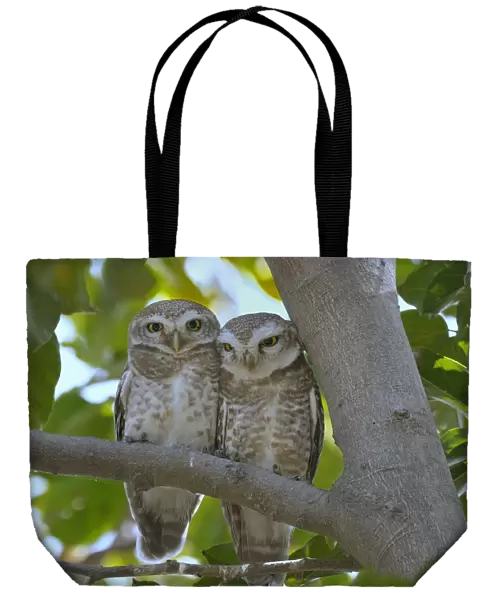 Spotted owlet (Athene brama) pair on a branch, Bharatpur  /  Keoladeo Ghana National Park