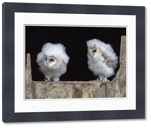 Barn owl chicks (Tyto alba) Cumbria, June. Captive