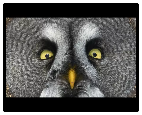 Great grey owl (Strix nebulosa) close up of face, Kuusamo, Finland, March