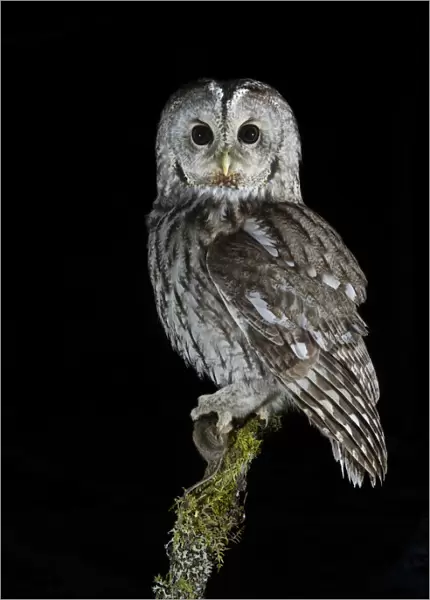 Tawny Owl (Strix aluco) perched on branch with prey, at night. Norway, February