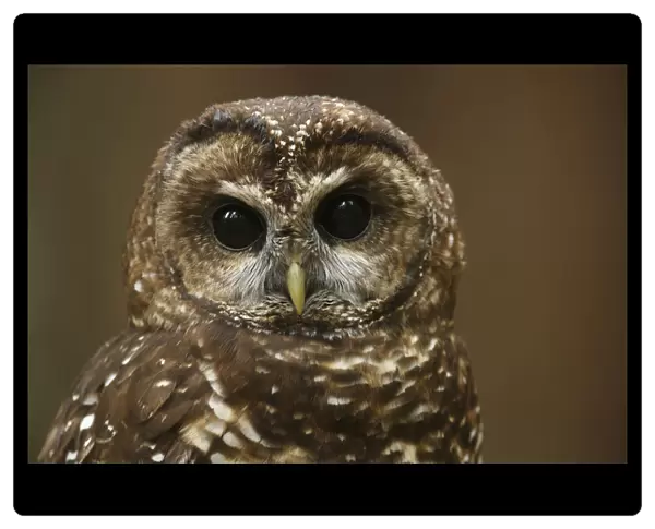 Spotted Owl (Strix occidentalis). Willamette National Forest, Oregon. June