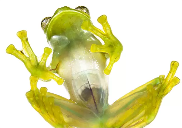 Glass frog (Rulyrana spiculata) ventral  /  underside view, Cosnipata Valley, Peru
