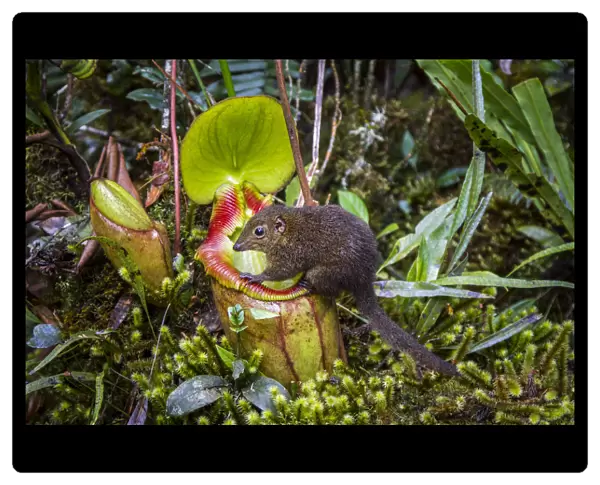 Mountain tree shrew (Tupaia montana) feeding on nectar secreted by the endemic Pitcher Plant