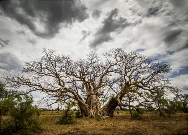 Boab or Australian Baobab trees (Adansonia gregorii) with clouds, Western Australia