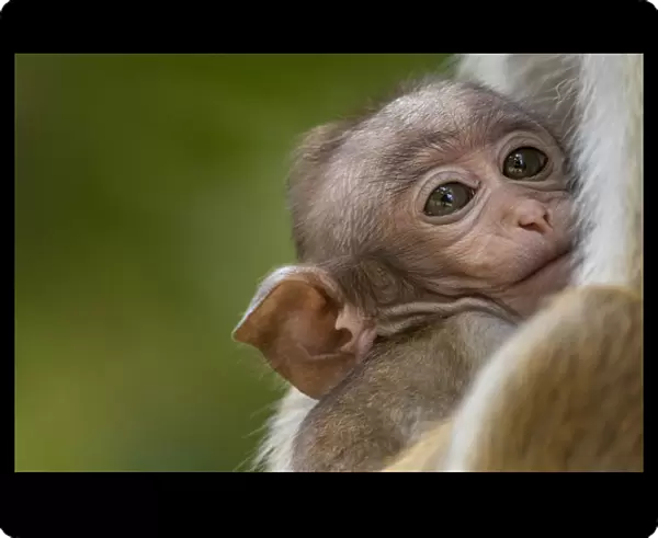 Toque macaque (Macaca sinica) infant, Yala National Park, Southern Province, Sri Lanka