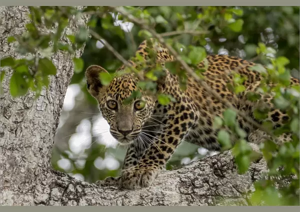 Sri Lankan Leopard (Panthera pardus kotiya) Yala National Park, Southern Province