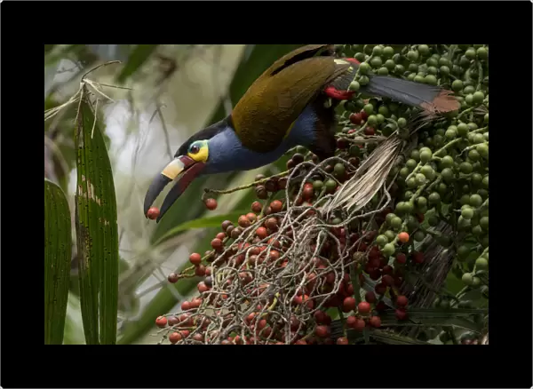 Plate billed mountain toucan (Andigena laminirostris) feeding on fruit, Mindo, Pichincha, Ecuador