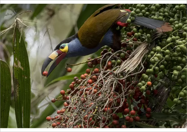 Plate billed mountain toucan (Andigena laminirostris) feeding on fruit, Mindo, Pichincha, Ecuador