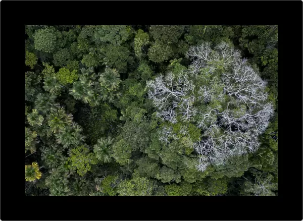 Aerial view of Kapok  /  Ceiba tree (Ceiba pentandra) in the Amazonian canopy, Yasuni National Park