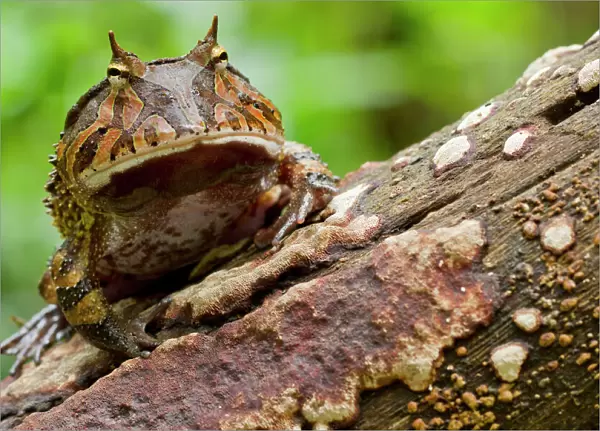 Amazon horned frog (Ceratophrys cornuta) portrait, Yasuni National Park, Orellana