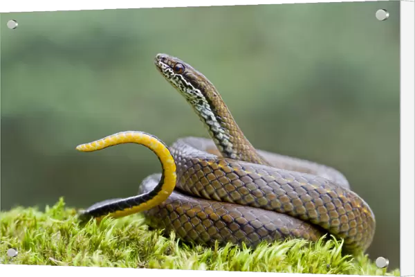 Spotted genuine snake (Saphenophis boursieri) portrait, waving tail in defensive display
