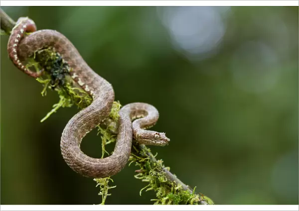 Eyelash viper (Bothriechis schlegelii) on twig, Canande, Esmeraldas, Ecuador