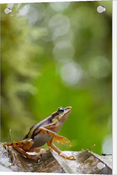 Longnose harlequin frog (Atelopus sp) on leaf, Chinambi, Carchi, Ecuador
