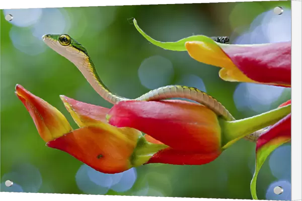 Chocoan parrot snake (Leptophis bocourti) on heliconia flower with fly in background