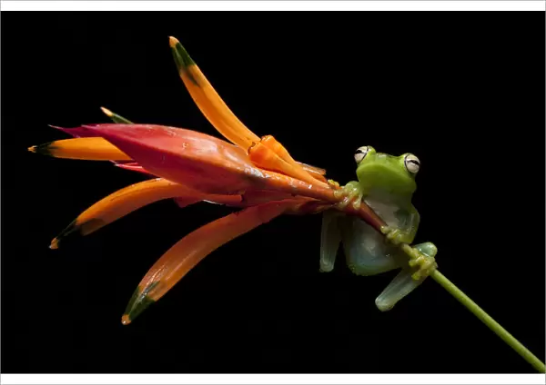 Palmar tree frog (Boana  /  Hypsiboas pellucens) on plant stem, Mindo, Pichincha, Ecuador