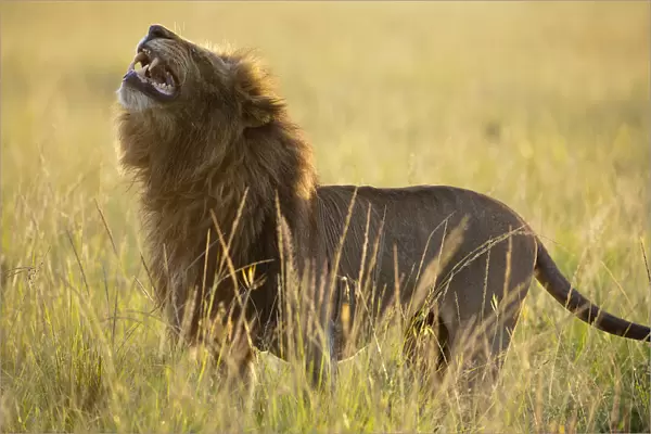 Lion (Panthera leo) male using flehmen response to smell, Masai-Mara Game Reserve, Kenya