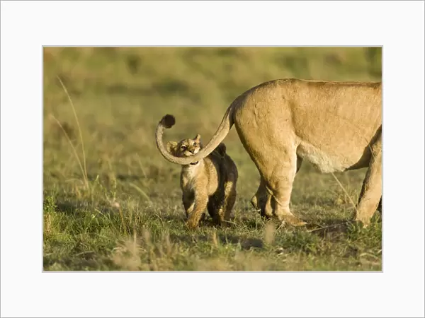 Lion(Panthera leo) cub playing with its mothers tail, Masai-Mara Game Reserve, Kenya