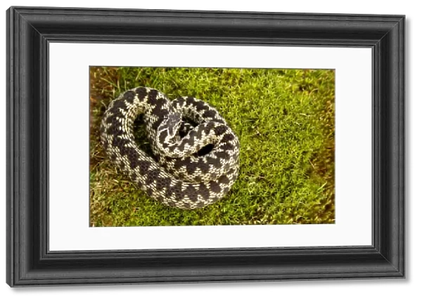 Adder (Vipera berus) coiled, basking on moss in the spring sunshine, Staffordshire