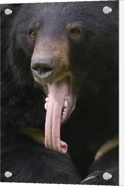 Asiatic black  /  Moon bear (Ursus thibetanus) head portrait with tongue hanging out