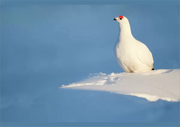 Willow Grouse (Lagopus lagopus) male perched on snow, Finland, March
