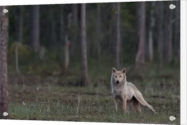 Grey wolf (Canis lupus) in forest at night, Finland, July