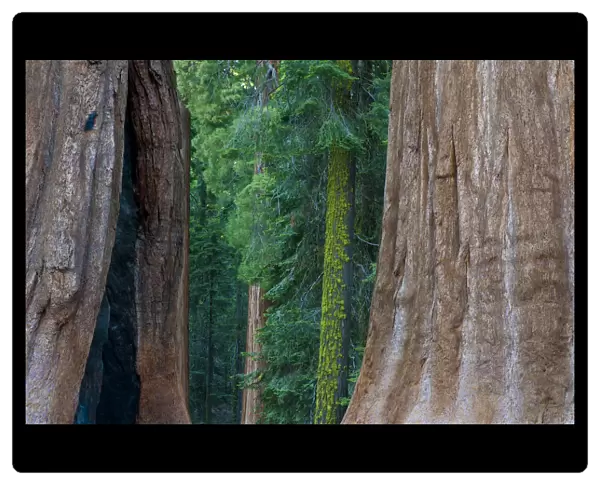 Giant Sequoia (Sequoiadendron giganteum) in Sequoia National Park, California, USA