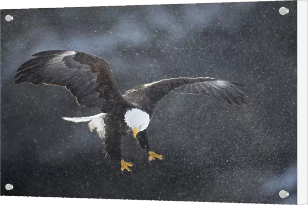 Bald eagle (Haliaeetus leucocephalus) in flight in snow, Alaska, USA, February