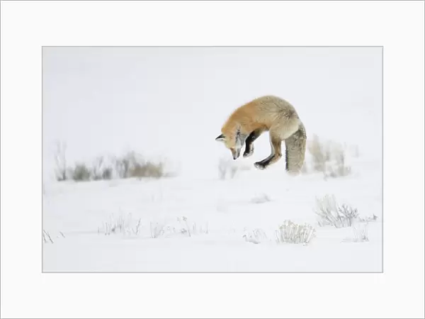 Red fox (Vulpes vulpes) jumping, Yellowstone National Park, Wyoming, USA, February